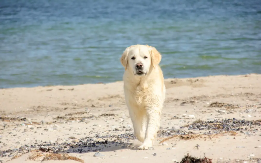 Viajar en Bretaña con un perro – El mejor hotel dog friendly de Bretaña